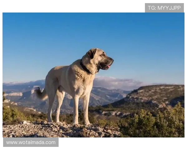 卡拉巴克与锡瓦斯激战正酣谁能在这场对决中笑到最后